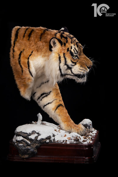 Siberian Tiger Museum-Level Life-Size Replica
