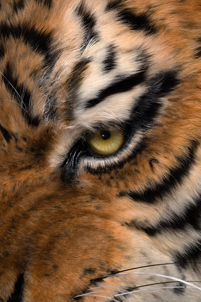 Siberian Tiger Museum-Level Life-Size Replica