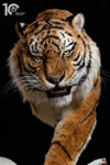 Siberian Tiger Museum-Level Life-Size Replica
