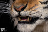 Siberian Tiger Museum-Level Life-Size Replica