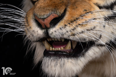 Siberian Tiger Museum-Level Life-Size Replica