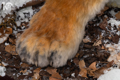 Siberian Tiger Museum-Level Life-Size Replica