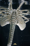 Facehugger Stasis Chamber Life-Size Replica by Deep Tale