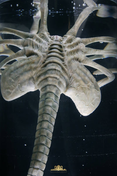Facehugger Stasis Chamber Life-Size Replica by Deep Tale