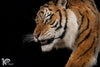 Siberian Tiger Museum-Level Life-Size Replica