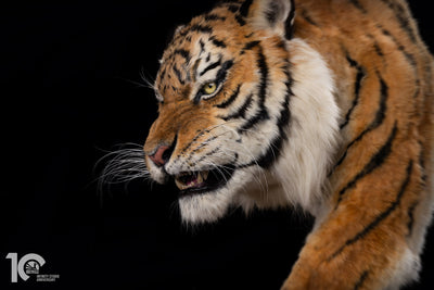 Siberian Tiger Museum-Level Life-Size Replica