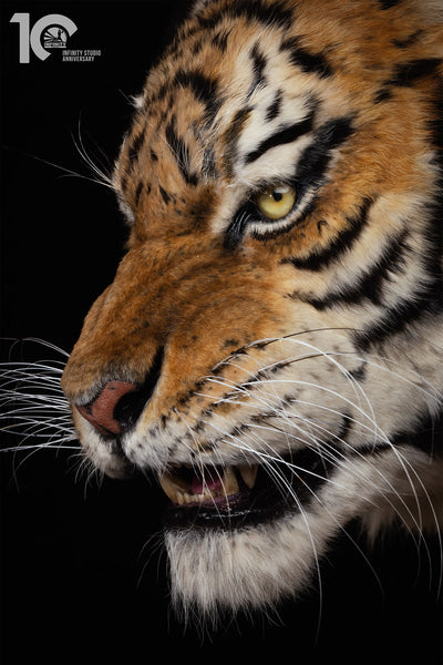 Siberian Tiger Museum-Level Life-Size Replica