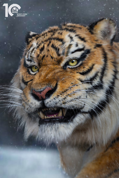 Siberian Tiger Museum-Level Life-Size Replica