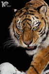 Siberian Tiger Museum-Level Life-Size Replica