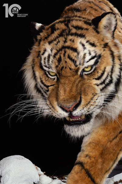 Siberian Tiger Museum-Level Life-Size Replica