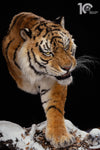 Siberian Tiger Museum-Level Life-Size Replica