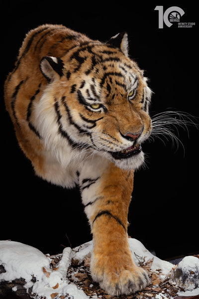 Siberian Tiger Museum-Level Life-Size Replica