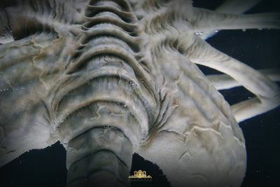 Facehugger Stasis Chamber Life-Size Replica by Deep Tale