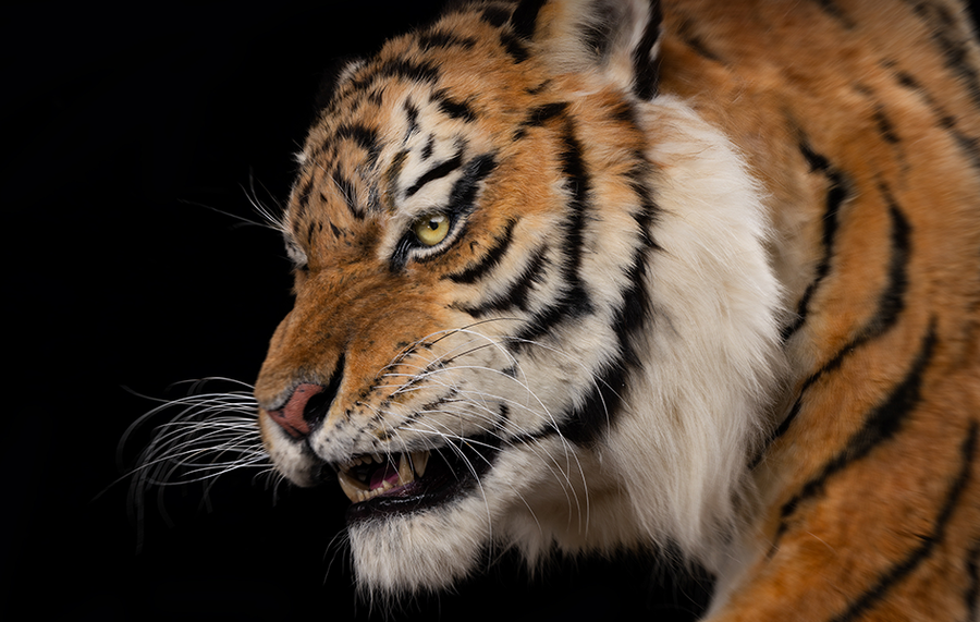 Siberian Tiger Museum-Level Life-Size Replica
