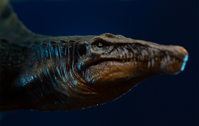 Jurassic World: Rebirth - Spinosaurus Icons Statue