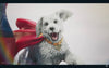Superman (2025) - Superman with Krypto 1/3 Scale Statue