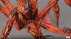 Godzilla x Kong: The New Empire - Titanus Scylla Statue