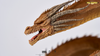 King Ghidorah 2019 Statue