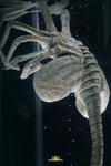 Facehugger Stasis Chamber Life-Size Replica by Deep Tale