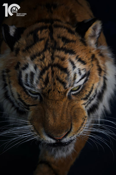 Siberian Tiger Museum-Level Life-Size Replica