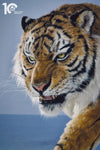 Siberian Tiger Museum-Level Life-Size Replica