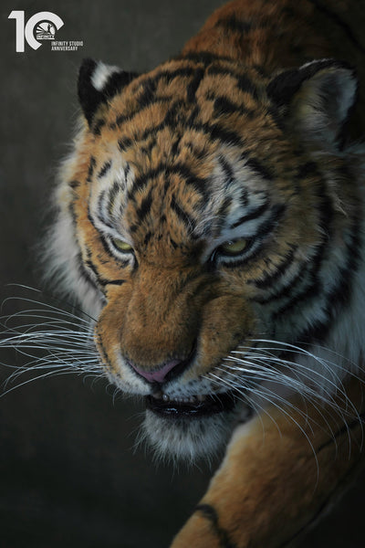 Siberian Tiger Museum-Level Life-Size Replica
