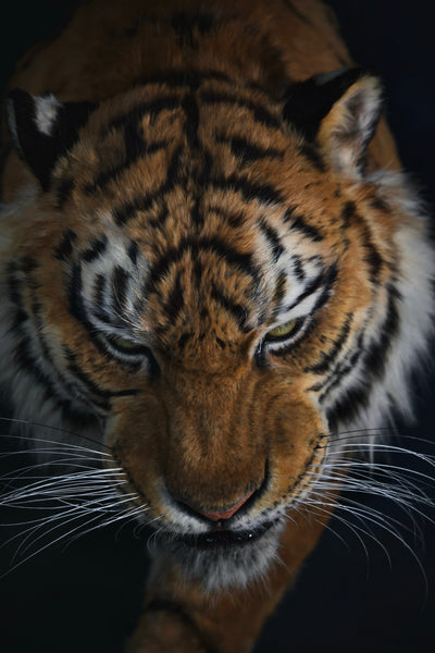 Siberian Tiger Museum-Level Life-Size Replica