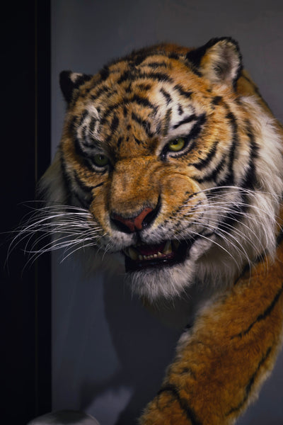 Siberian Tiger Museum-Level Life-Size Replica