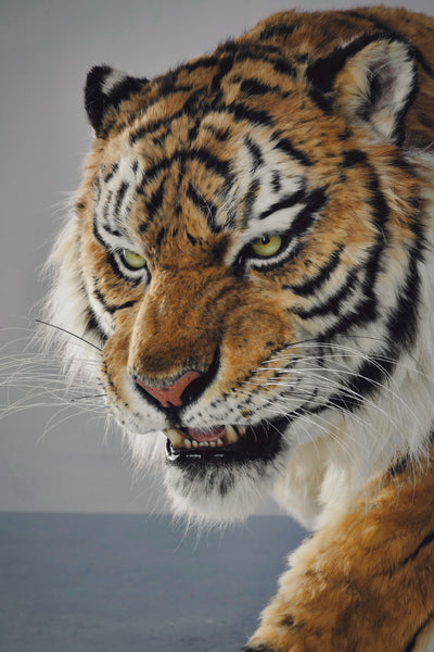 Siberian Tiger Museum-Level Life-Size Replica