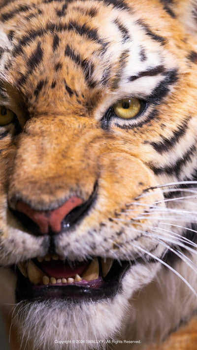 Siberian Tiger Museum-Level Life-Size Replica