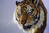 Siberian Tiger Museum-Level Life-Size Replica