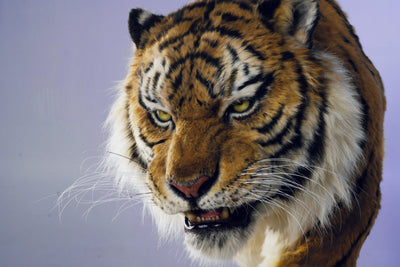 Siberian Tiger Museum-Level Life-Size Replica