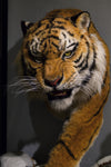 Siberian Tiger Museum-Level Life-Size Replica