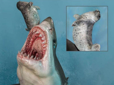 The Great White Shark Museum Series Statue