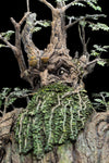 Leaflock the Ent 1/6 Scale Statue