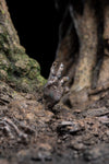 Leaflock the Ent 1/6 Scale Statue