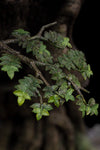 Leaflock the Ent 1/6 Scale Statue