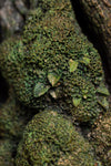 Leaflock the Ent 1/6 Scale Statue