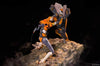 Neon Genesis Evangelion EVA00 PROTOTYPE