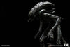 Alien Hive Warrior - Black Variant - 1/3 Scale Premium Statue