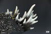 Godzilla 2001 Premium Collectibles Bust