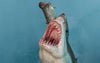 The Great White Shark Museum Series Statue