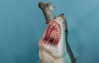 The Great White Shark Museum Series Statue