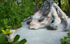 The Encounter Of Mouse & Dragon Under Withered Tree Statue